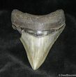 Beautiful Megalodon Tooth #939-1